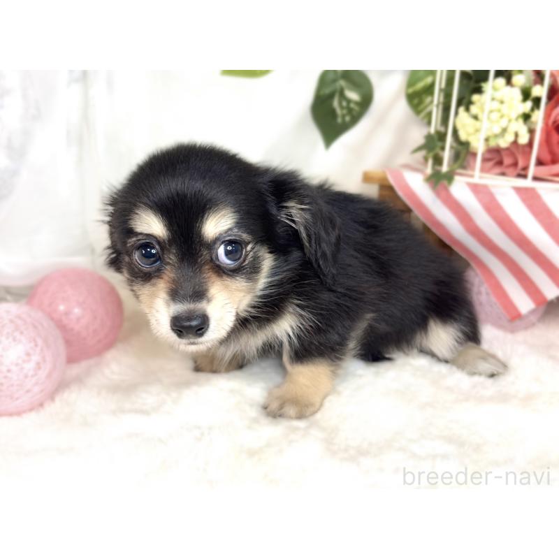 成約済の滋賀県のチワックス:チワワ×ミニチュアダックスフンド-411762の3枚目